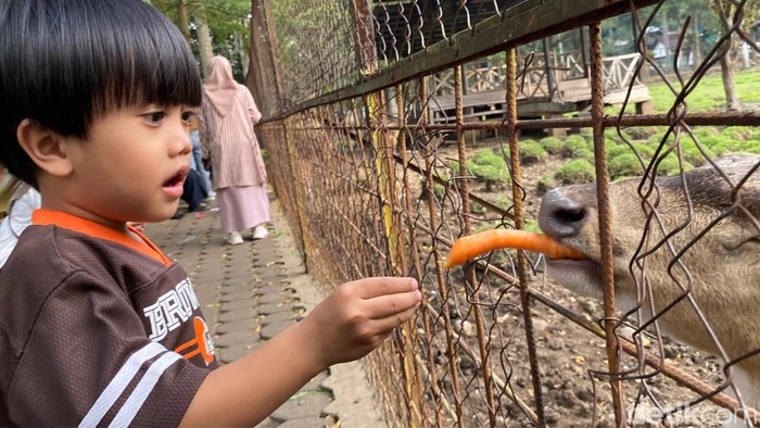 Taman Uncal, Tempat Wisata Gratis di Bandung Selatan dengan Interaksi Rusa Totol yang Menarik
