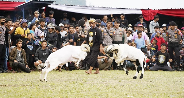 Perda Domba Garut Segera Disahkan, Bupati Rudy Gunawan Sebutkan Tujuannya      