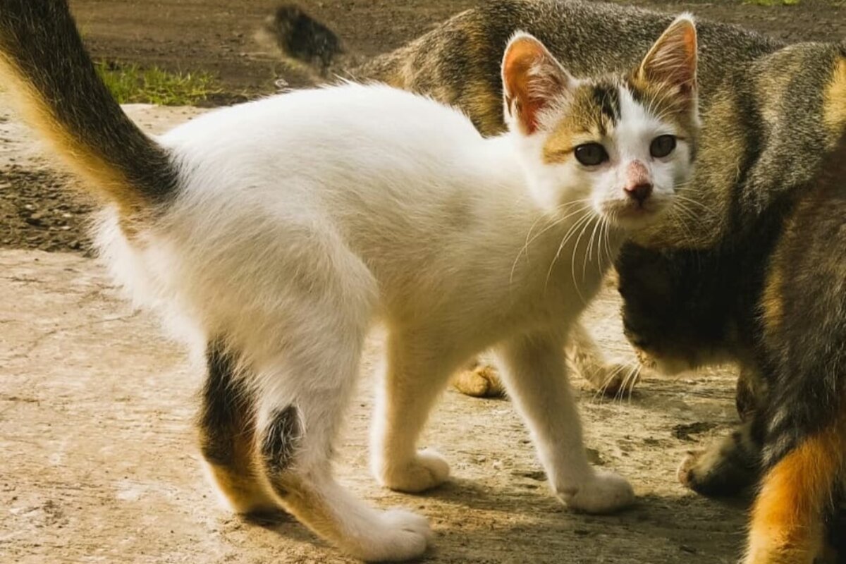 Pemula Wajib Tahu! Inilah Cara Terbaik Merawat Anak Kucing Kampung Agar Sehat dan Imut