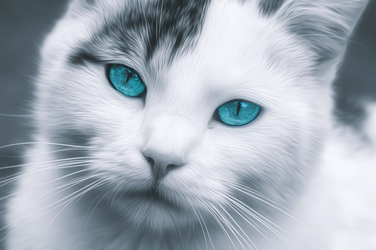 Jelajahi 7 Fakta Menarik Seputar Kucing Bermata Biru, Apakah Benar Rentan Tuli?