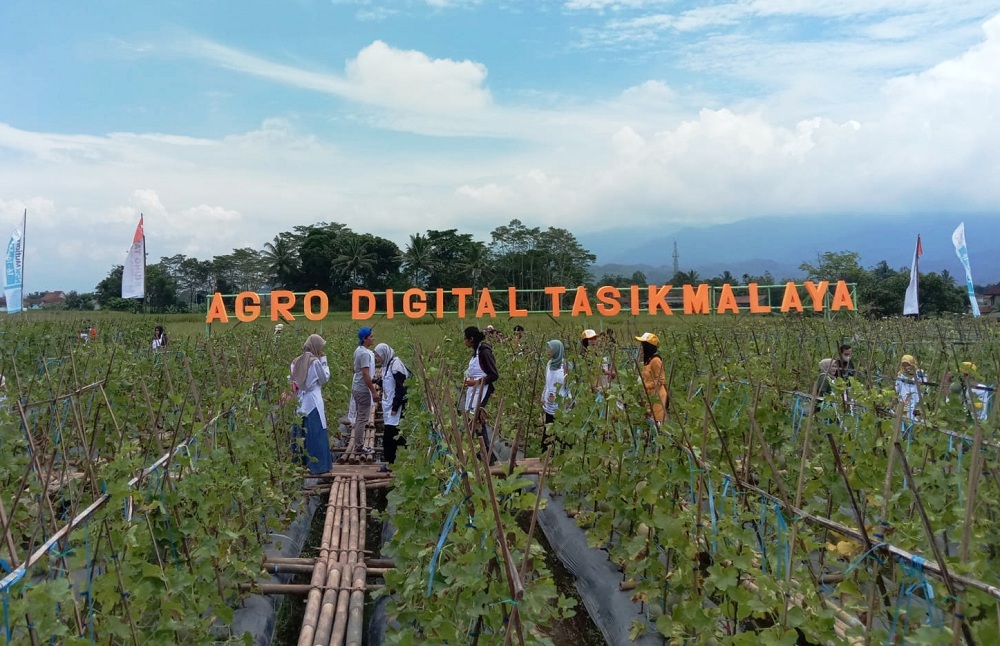 Lembut, Harum dan Manis Sensasi Rasa Melon Kota Tasikmalaya Saat Panen Raya