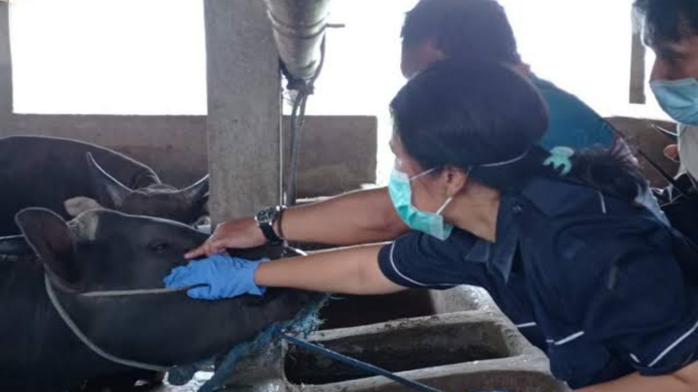 Pemeriksaan Hewan Kurban di Kota Tasikmalaya: Semua Sapi Sehat