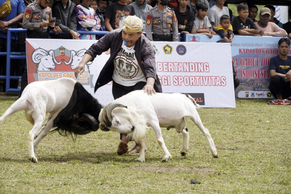 Seni Adu Ketangkasan Domba Garut Digelar Kembali, Diinisiasi Kapolres Garut, Hadiahnya 4 Ekor Sapi