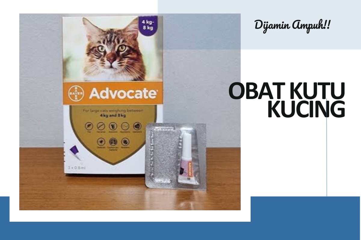 Rekomendasi 5 Produk Obat Kutu Kucing Terbaik Dijamin Ampuh! Membasmi Kutu Si Mpus