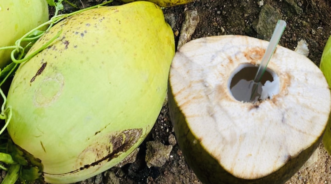 MINUMAN SEGAR, Ini 10 Manfaat Air Kelapa Muda bagi Kesehatan, Nomor 5 Menjaga Kesehatan Ginjal