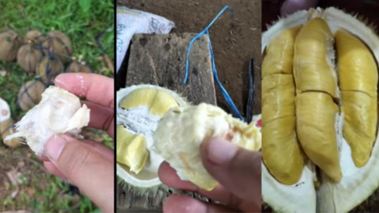 Harganya Beda Jauh! Ternyata Ini yang Membedakan Durian Lokal dan Musang King