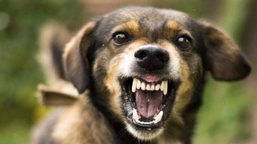 Perburuan Anjing Liar untuk Dikirim ke Luar Daerah Masih Terjadi di Kabupaten Pangandaran 