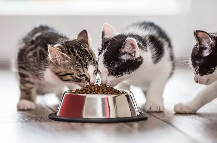 Pilih Mana? 6 Merk Makanan Kucing Terbaik untuk Bulu Lebat dan Gemuk