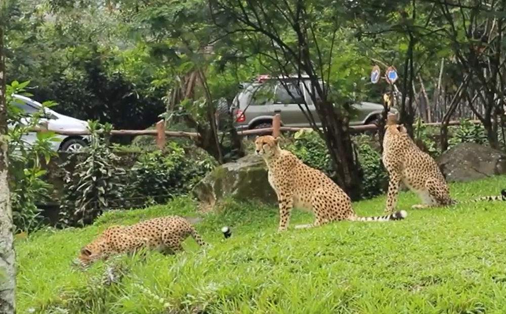 Wow... Inilah 7 Tempat Wisata di Bogor yang Seru untuk Liburan Keluarga