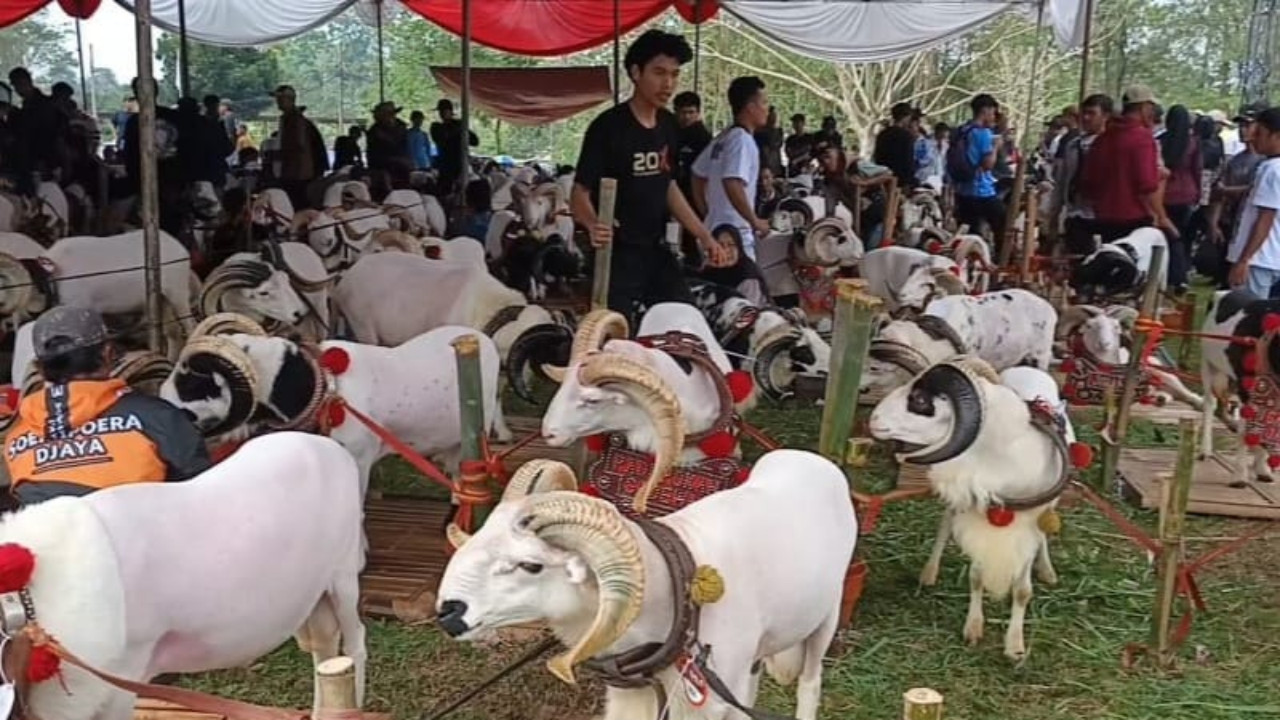 Ratusan Peternak Meriahkan Pesta Patok di Tasikmalaya, Domba Juara Tembus Rp50 Juta