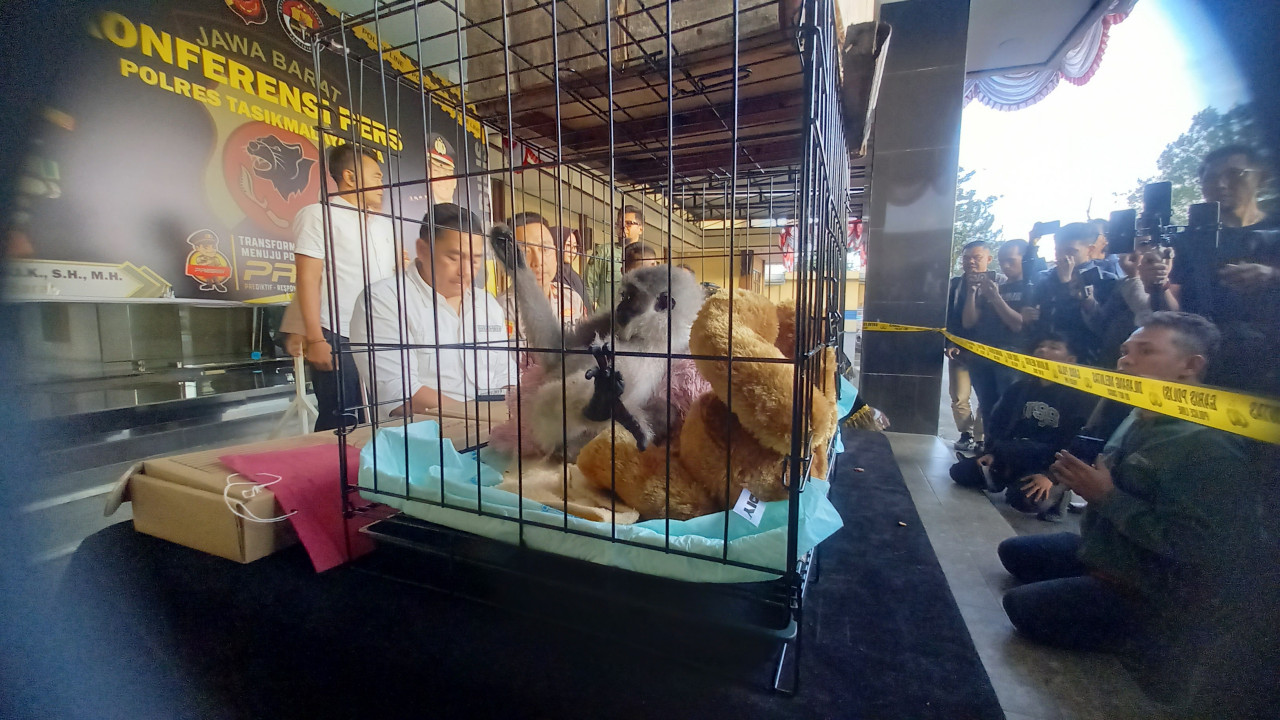 Dua Owa Jawa Diserahkan ke BBKSDA, Akan Dievaluasi Sebelum Dilepasliarkan di Gunung Sawal Ciamis