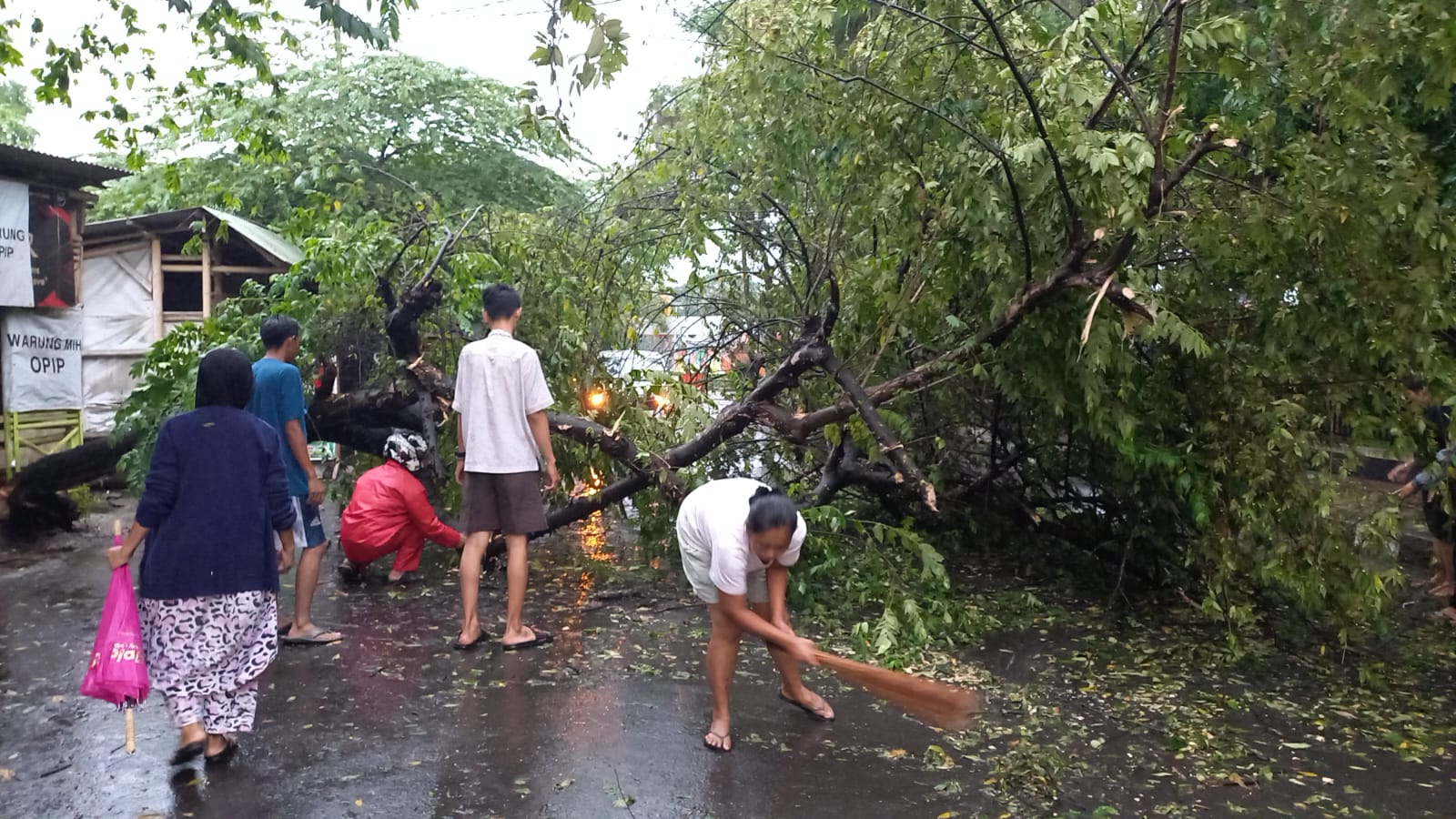 Diguyur Hujan Deras dan Diterpa Angin Kencang, Pohon Kersen di Dadaha Kota Tasikmalaya Tumbang