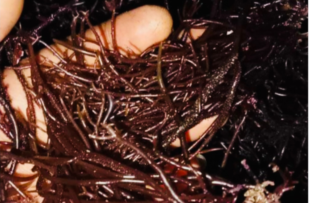 Wow ‘Harta Karun’ dari Tasikmalaya Tumbuh Subur di Pantai Sindangkerta, Musim Kemarau Tumbuh di Bebatuan