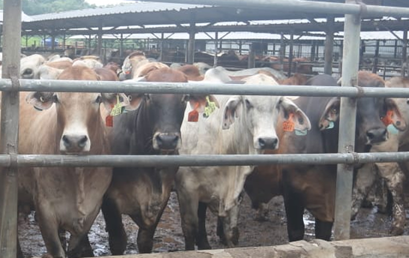 Cara Beli Hewan Kurban 2026 di Dompet Dhuafa, Ini Daftar Harga Kambing, Sapi hingga Unta