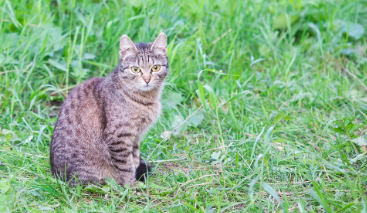 3 Alasan Mengapa Kucing Kampung Lebih Pintar Dibanding Kucing Lainnya, Salah satunya Faktor Habitat