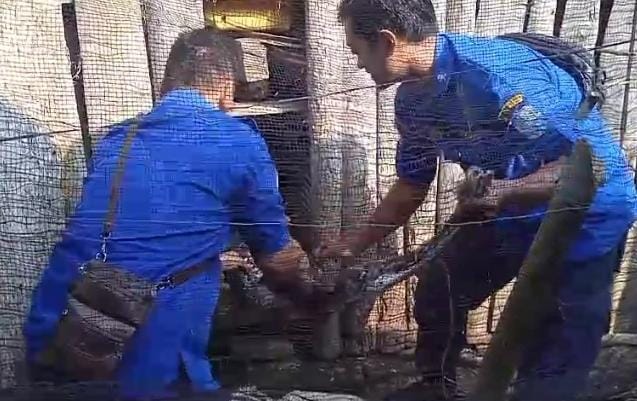 Ular Sanca Kembang Sepanjang 2,5 Meter Mangsa 2 Ekor Bebek Milik Warga di Kota Banjar