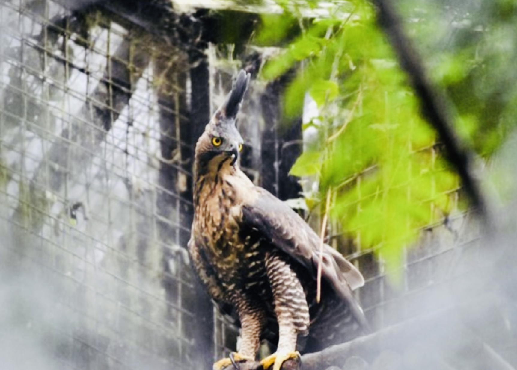 Ingin Tahu Wujud Elang Jawa? Bisa Berkunjung ke Taman Safari Ada Penagkaran yang Dibangun Sejak 2019