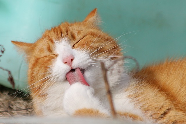 Menggemaskan! Berikut Ciri Khas Kucing Kampung Turunan Anggora, Pilihan Bagus Untuk Kamu Pelihara