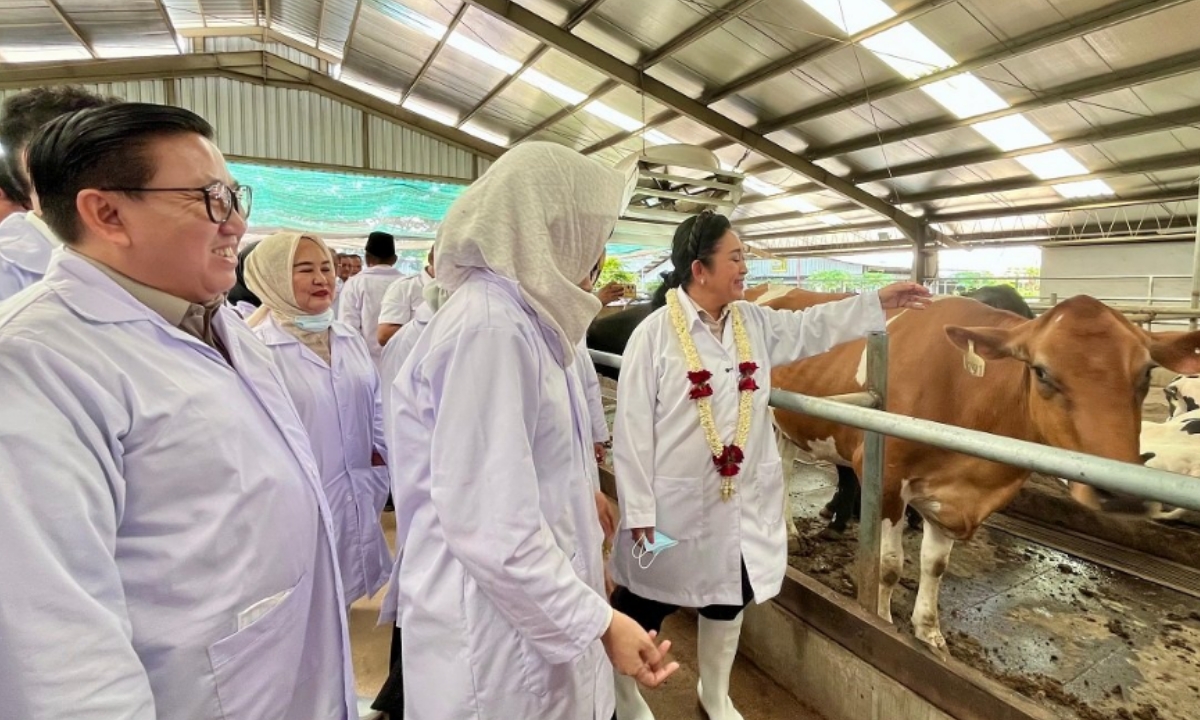 Pemerintah Targetkan Tambahan 600 Ribu Sapi Perah hingga 2029 untuk Kejar Swasembada Susu