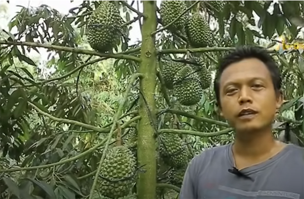 TIPS SUKSES Pohon Durian 3 Tahun Sudah Berbuah Lebat dari Petani, Simpel dan Ini Alamat Lengkap Kebunnya 