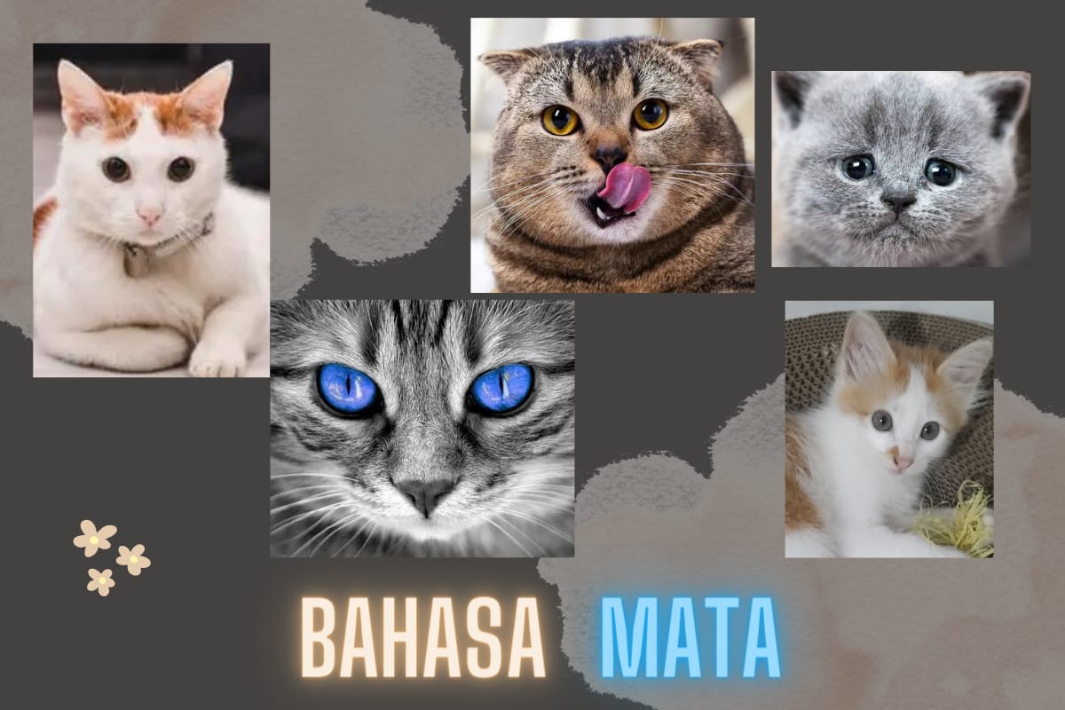 Yuk Kenali Arti 7 Bahasa Mata Kucing, Pemilik Kucing Wajib Tahu Agar Lebih Peka