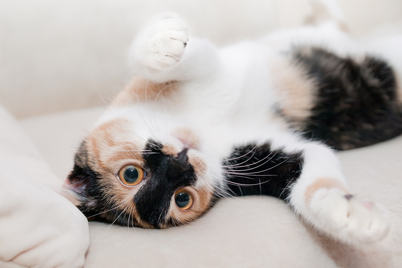 Yuk, Pahami Bahasa Tubuh Kucing Kesayanganmu Mulai dari Gerakan Anggota Badan Hingga Suara
