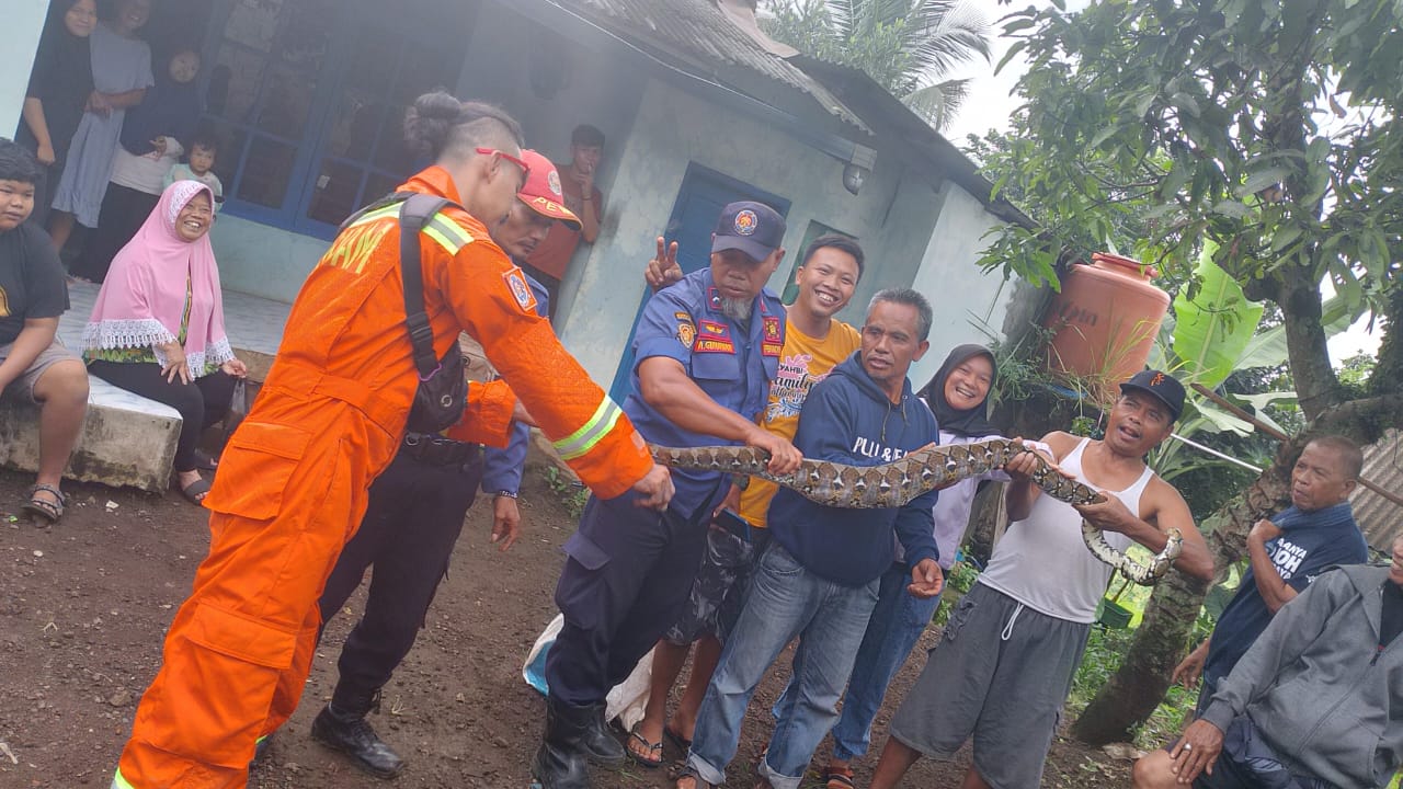 Berkeliaran di Tasikmalaya, Damkar Evakuasi Dua Ular Sanca Kembang dalam Waktu 24 Jam!