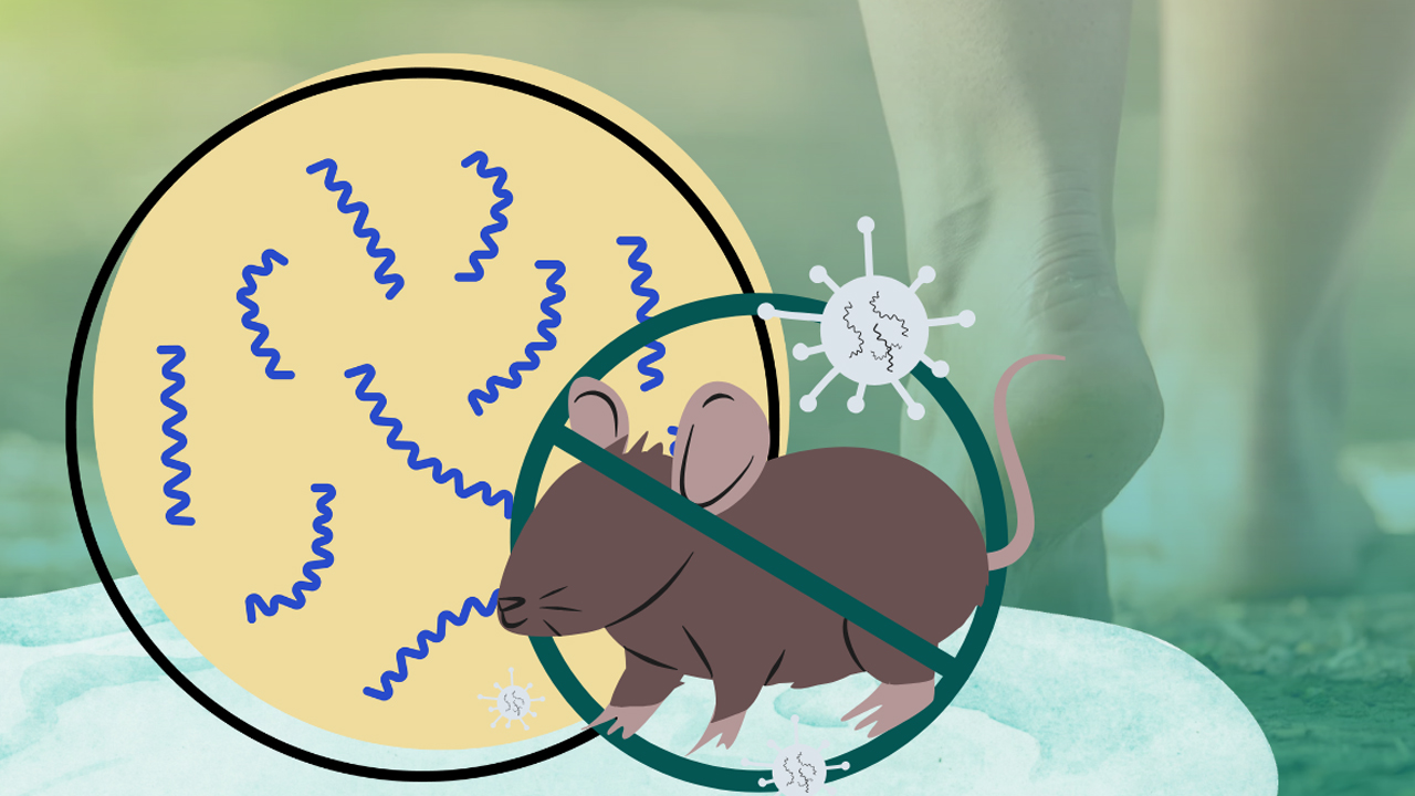 Nyeker di Pasar Bisa Kena Leptospirosis? Waspadai Risiko yang Tak Terlihat