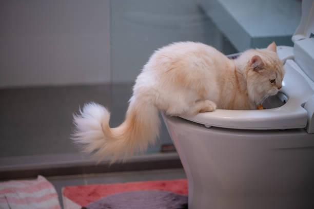 Ternyata Ini 5 Alasan Kucing Suka Minum Air di Toilet, Simak Cara Efektif Mencegahnya
