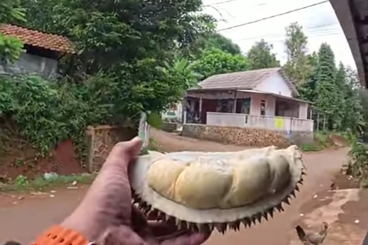 Menjelajahi Kampung Durian Jonggol di Bogor, Kematangan Buahnya Alami, Harganya Murah Dan Rasanya Manis