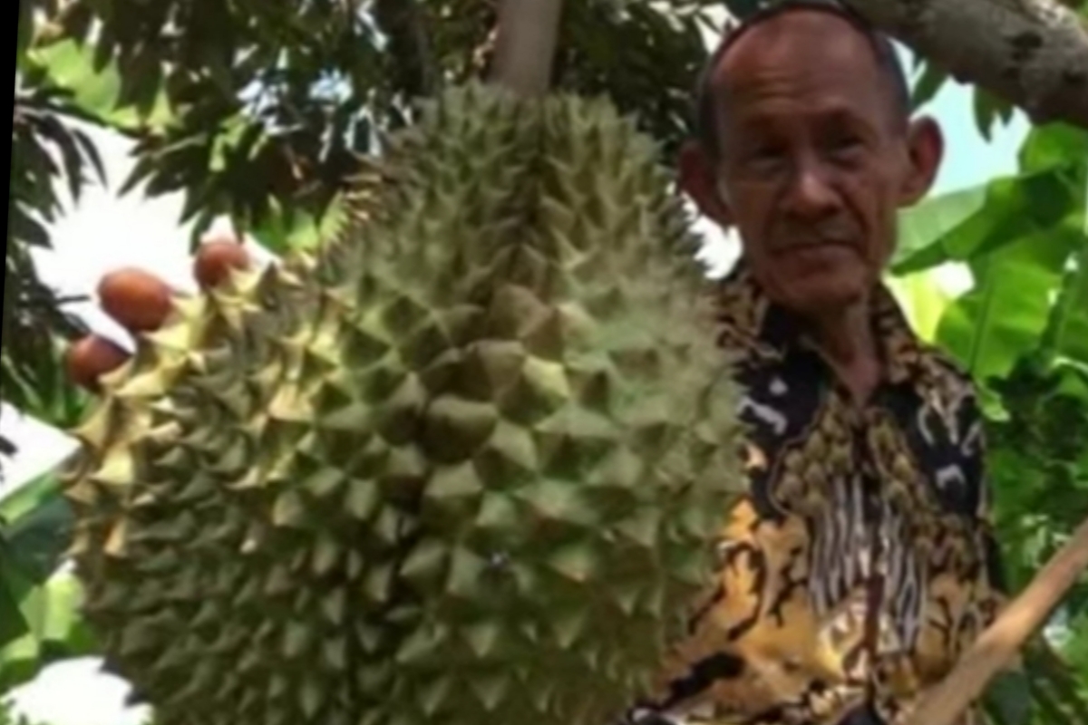 Ini Daftar Durian Paling Unik, Salah Satunya dari Tasikmalaya yang Bikin Geleng-Geleng Kepala