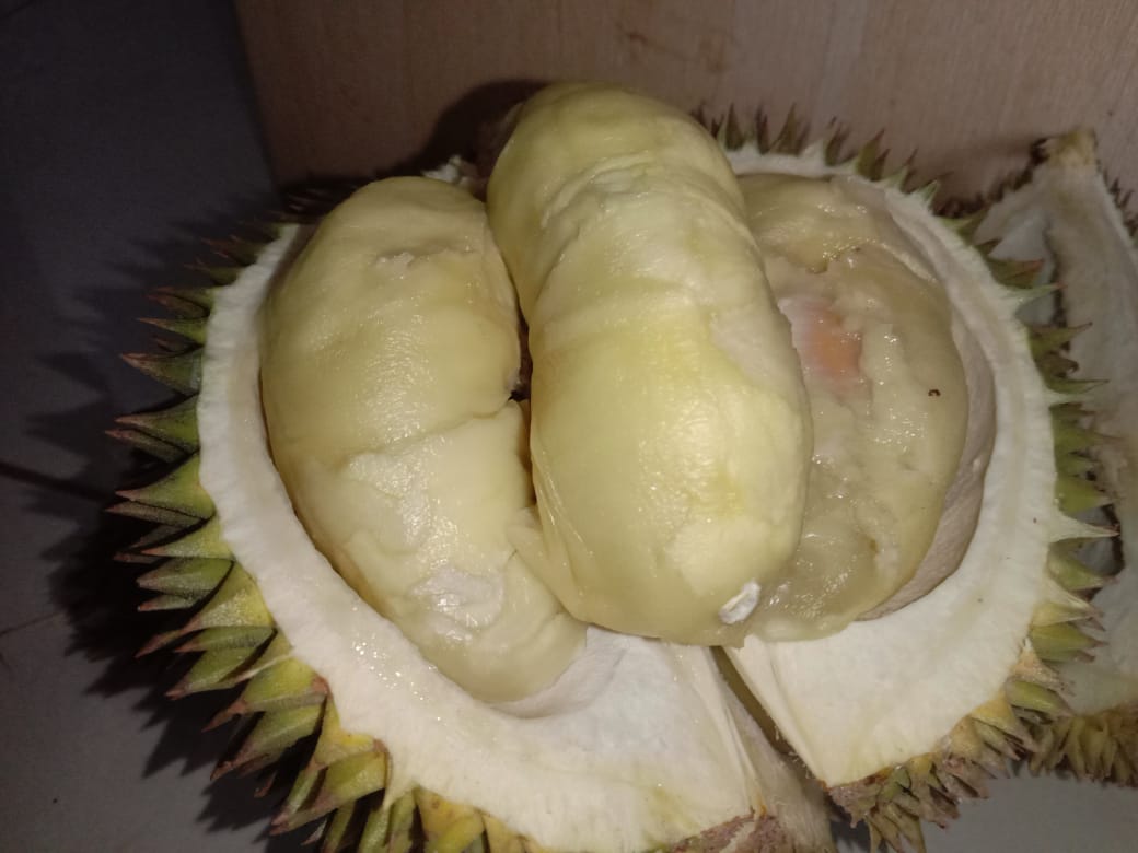 Bikin Nagih! Rasa Durian Lokal Tasikmalaya Lebih Manis Sedikit Pahit, Ingin Terus Makan
