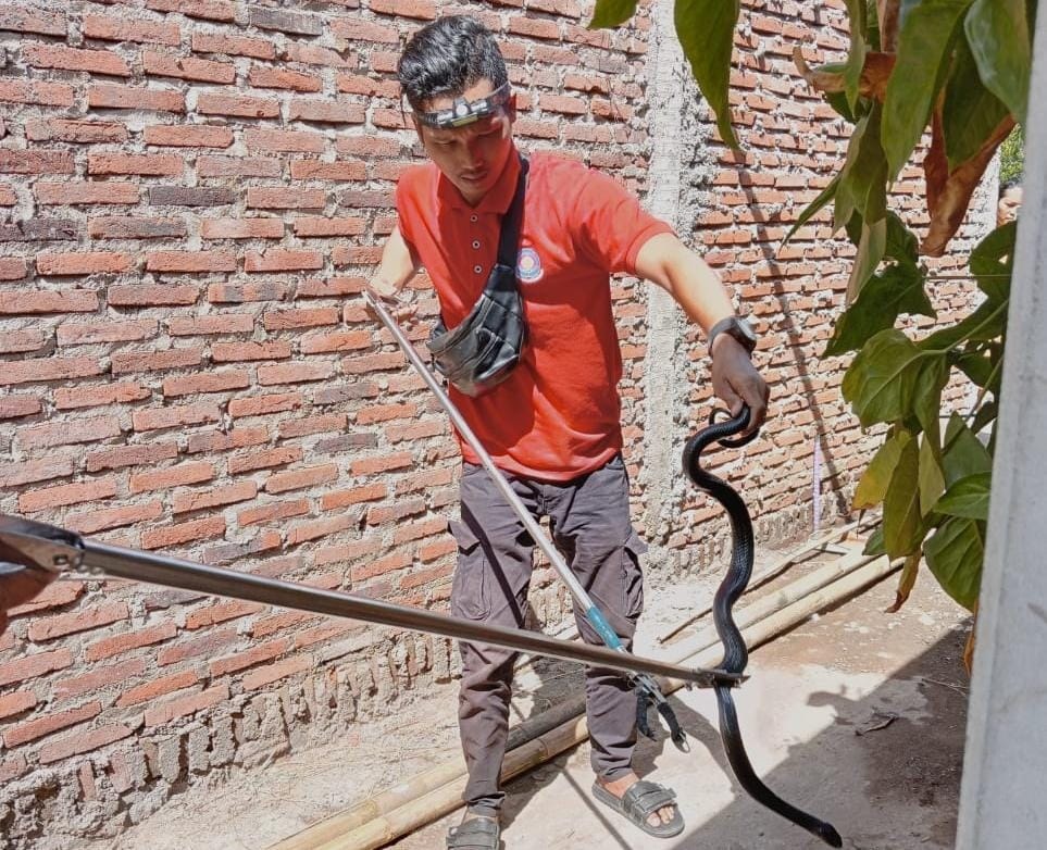 Bersih-bersih Gudang di Rumah, Ketua Bawaslu Kota Banjar Kaget Kemunculan Ular Kobra