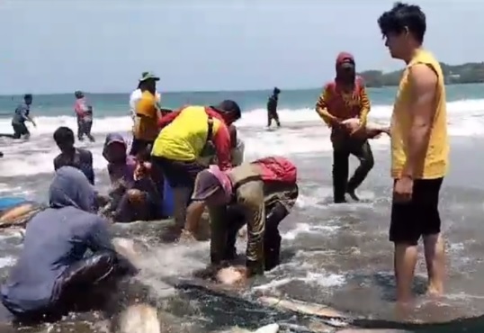 Tangkap 2 Ton Kakap Merah, Nelayan Pangandaran ini Hasilkan Uang Rp 70 juta Sekali Melaut