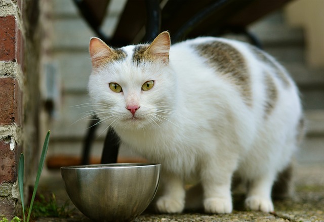 Kenali 10 Ciri Kucing Minta Makan, Perlu Respons Cepat dari Pemilik
