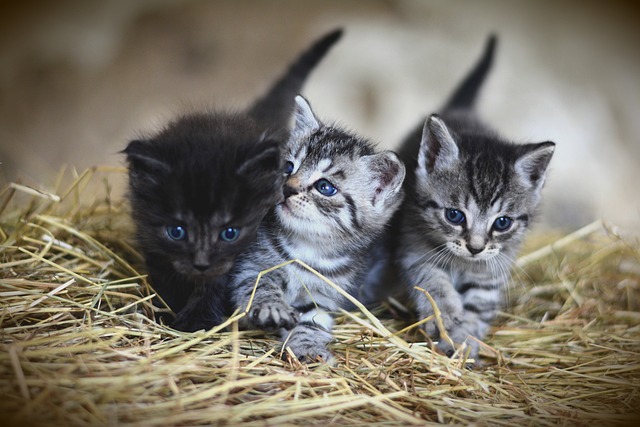 Anak Kucing Sering Menggigit Saudaranya, Ternyata Ini Alasan! 