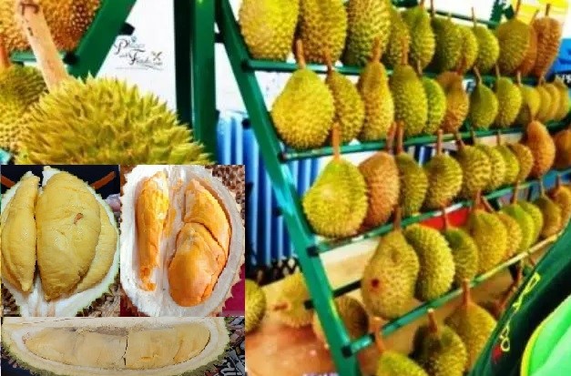 UPDATE, Perbandingan Harga Durian Musang King, Duri Hitam, Montong dan Durian Lokal Tasikmalaya   