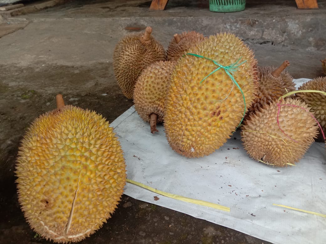 Terjangkau! Daftar Harga Durian Lokal Tasikmalaya yang Ramah di Kantong, Rp 15.000 Sudah Dapat 1 Butir