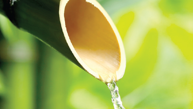 Kenapa Air Bambu Terasa Segar? Berikut Proses Masuknya Air ke Dalam Batang Bambu