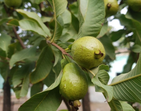 Daun Jambu Biji Bisa Mengatasi Jerawat dan Menurunkan Tekanan Darah Tinggi