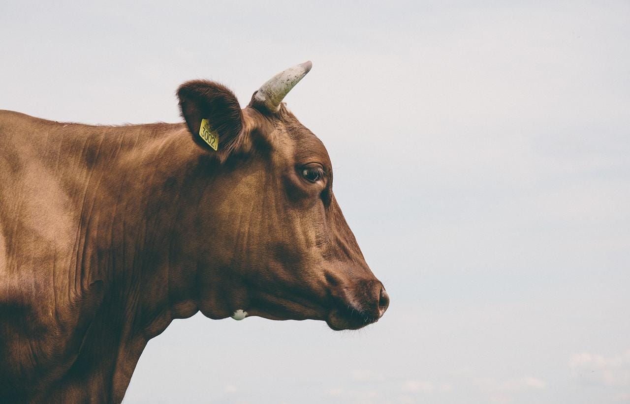 Hari Raya Idul Adha, Ketahui Langkah-langkah Penyembelihan Hewan Qurban, Penting untuk Penyembelih!