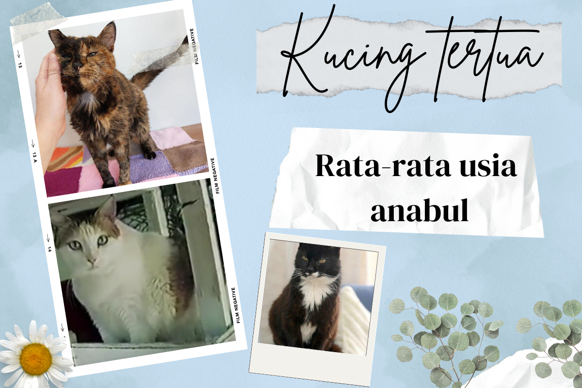 Berapa Rata-rata Usia Kucing? Simak Penjelasannya Agar Kamu Lebih Menghargai Waktu Bersama Anabul