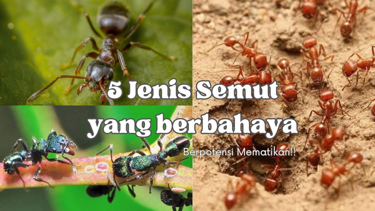 NGERI! 5 Jenis Semut yang Berbahaya dan Berpotensi Mematikan Bagi Manusia