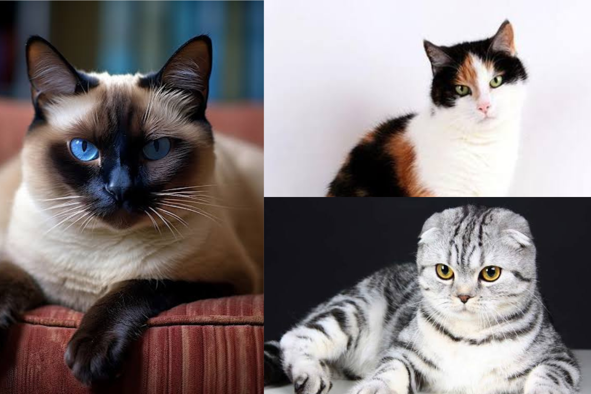 Menarik! 5 Jenis Kucing Kampung Ini Dibanderol dengan Harga Mahal, Ada yang Sampai Puluhan Juta Rupiah.