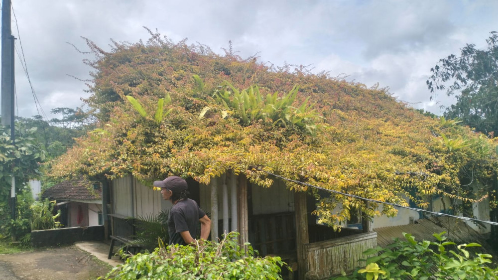 Dari Tanaman Bintang hingga Bambu Langka, Rumah Warga Bantarkalong Tasikmalaya ini Bagaikan Galeri Alam