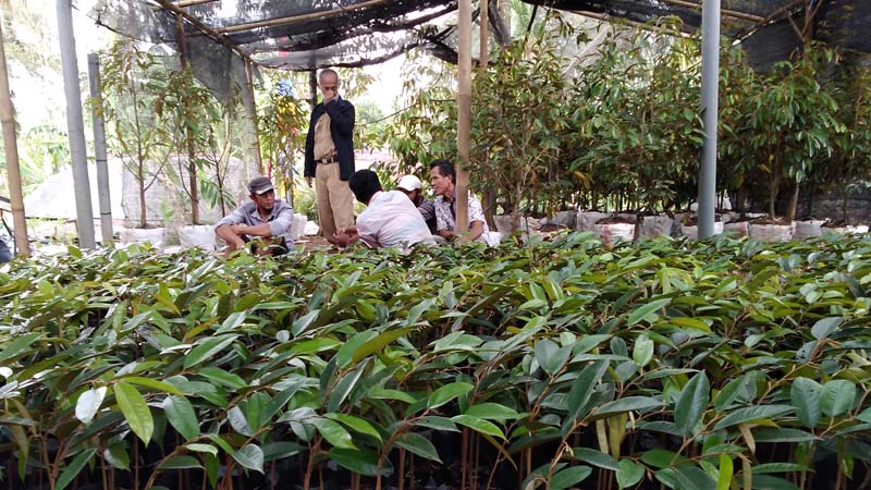 Cara Membedakan Bibit Durian Musang King dengan Montong yang Unggul dari Daun dan Tangkainya, Cek di Sini