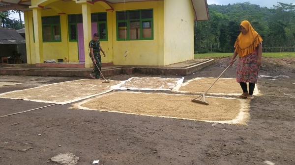 Satgas TNI TMMD Kodim 0612/Tasikmalaya Turun Tangan Jemur Padi di Cilumpang Kecamatan Bojongasih