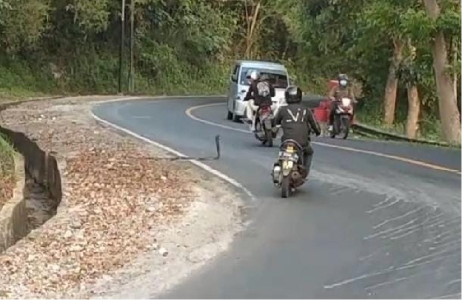 Video Heboh Detik-detik Ular Kobra Nyaris Gigit Pengendara Motor di Tanjakan Tembungkerta Kota Banjar