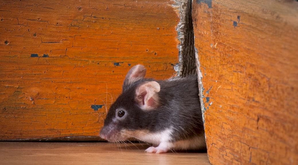 Sering Merusak Peralatan Rumah, Untuk Mengusirnya Tikus Tidak Suka Bau Apa? Ini Jawaban