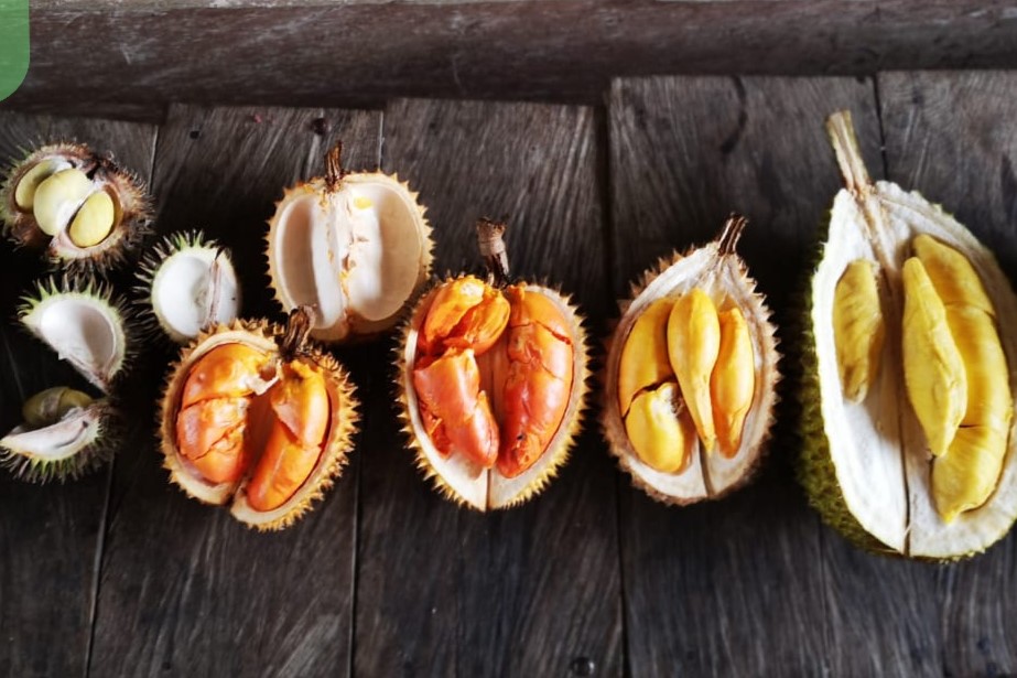 Fokus! Cara Gampang Membedakan Durian Montong dengan Musang King dan Bawor dari Ukuran, Rasa dan Warna